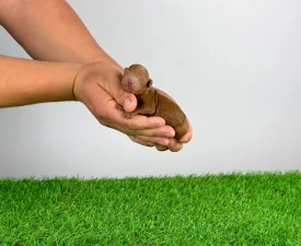 Diabolos - Caniche Toy Chiot à vendre