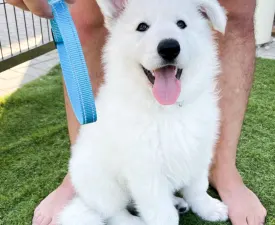 Village White Wolf Bobi - White Swiss Shepherd Dog Puppy for sale