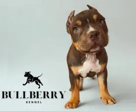 Loganberry - American Bully - Standard Angebotener Welpe