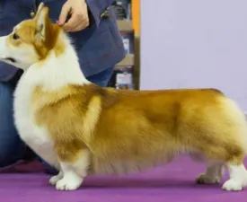 Hch Andvol Dzhanluca - Welsh Corgi Pembroke Cucciolo in vendita