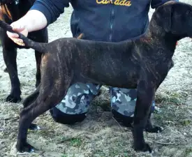 Forza Di Diavolo Belice - Cane Corso eladó kiskutya