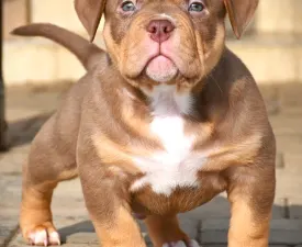 Winnie - American Bully - Pocket Puppy for sale