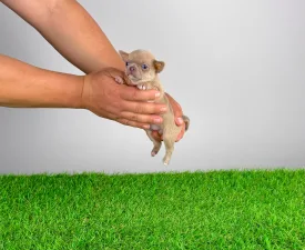 Bijou - Chihuahua Cucciolo in vendita