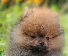 Pami - German Pomeranian Spitz Puppy for sale