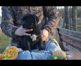 Dolce Assassino P - Cane corso Szczenię na sprzedaż