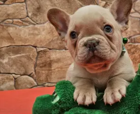 Daniel - Französische Bulldogge Angebotener Welpe