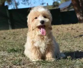 Bubu - Maltipoo Puppy for sale