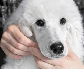 Amira - Poodle Standard Puppy for sale