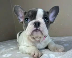 Serena - French Bulldog Puppy for sale