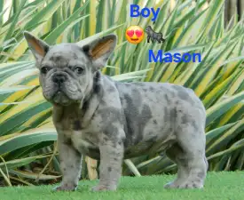Mason  - Französische Bulldogge Angebotener Welpe
