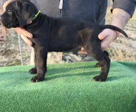 Forza Di Diavolo Cesar - Cane Corso eladó kiskutya