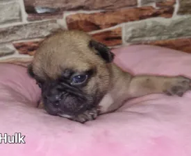 Hulk - French Bulldog Puppy for sale