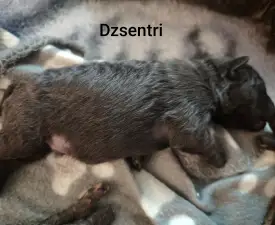 Dzsentri - Mudi Puppy for sale