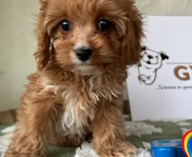 Mangó - Cavapoo Puppy for sale