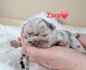Zara - French Bulldog Puppy for sale
