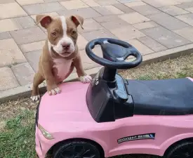 Csoki - American Bully - Pocket Angebotener Welpe