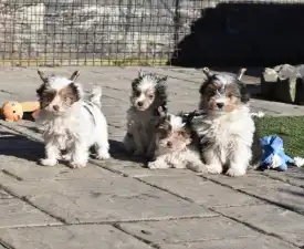R Orient - Biewer Terrier Puppy for sale