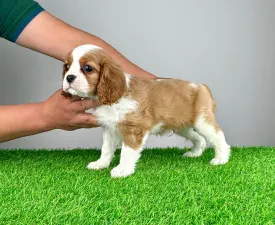 Lemon - Cavalier King Charles spániel eladó kiskutya