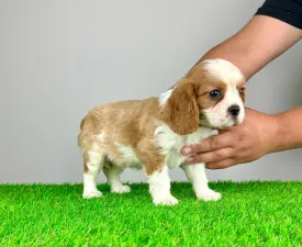 Mayo - Cavalier King Charles Spaniel Puppy for sale
