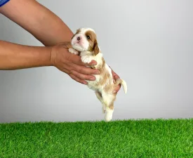 Bady - Kavalír King Charles španěl Štěně na prodej