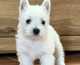 Athos - West Highland White Terrier Puppy for sale
