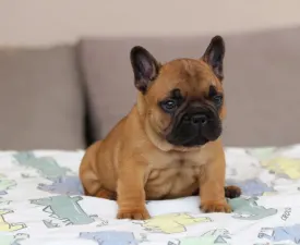 Udon - Französische Bulldogge Angebotener Welpe