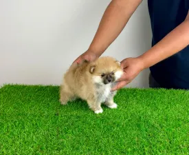 Winston - Poméranien Chiot à vendre