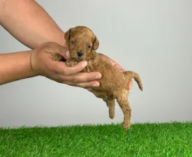 Rio - Barbone toy Cucciolo in vendita