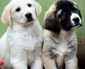 Jaro - Central Asia Shepherd Dog Puppy for sale