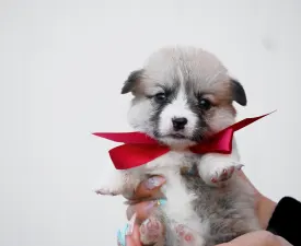 Will - Вельш-корги пемброк Щенок на продажу