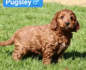 Pugsley - Cockapoo eladó kiskutya