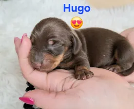 Hugo  - Bassotto Cucciolo in vendita