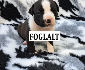 Unique Blood Eloise - American Staffordshire Terrier Puppy for sale