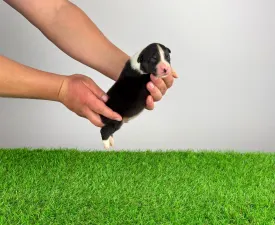 Cash - Australian Shepherd Puppy for sale