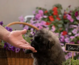 Sárga - Flanders Cattle Dog Puppy for sale