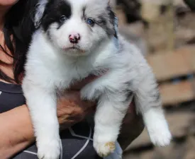 Starry-eyed Shepherd Dilen. - Border Collie eladó kiskutya