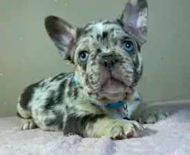 Timon - French Bulldog Puppy for sale