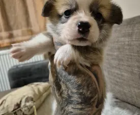 Olgi - Welsh Corgi Pembroke Puppy for sale