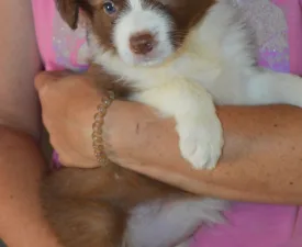Ferrero/ Chocolate Sable Szuka - Border Collie eladó kiskutya