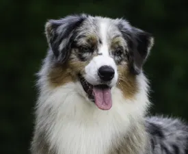 Winstead Endless Forms Most Beautiful - For Guest Family - Australian Shepherd Angebotener Welpe