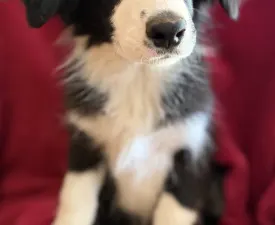 Generico  - Border Collie eladó kiskutya