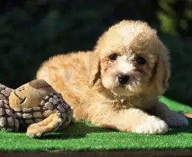 Pierre - Cavapoo Angebotener Welpe