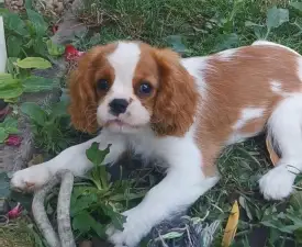 Hanga - Cavalier King Charles Spaniel Angebotener Welpe