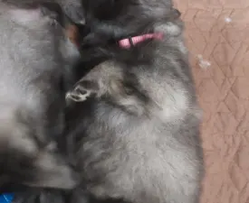 Silver Whirl Beauty Bona - Wolfsspitz Angebotener Welpe