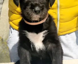 Brie - Irish Wolfhound Puppy for sale