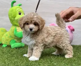Zoé - Maltipoo Angebotener Welpe