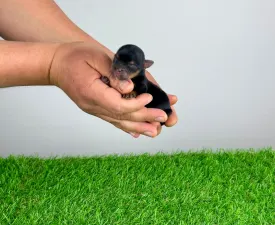 Vello - Yorkshire Terrier Angebotener Welpe