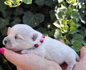 Agnes - West Highland White Terrier Puppy for sale