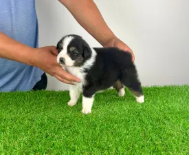 Elany - Australian Shepherd Angebotener Welpe