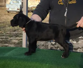 Forza Di Diavolo Conan - Cane Corso eladó kiskutya